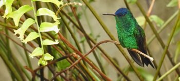 Tabacal Lagoon Birdwatching