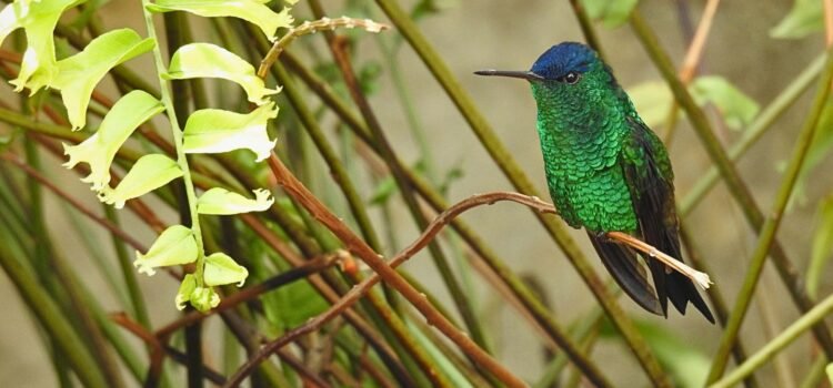 Tabacal Lagoon Birdwatching Indigo-capped Hummingbird (Saucerottia cyanifrons) perched on a branch amid forest foliage