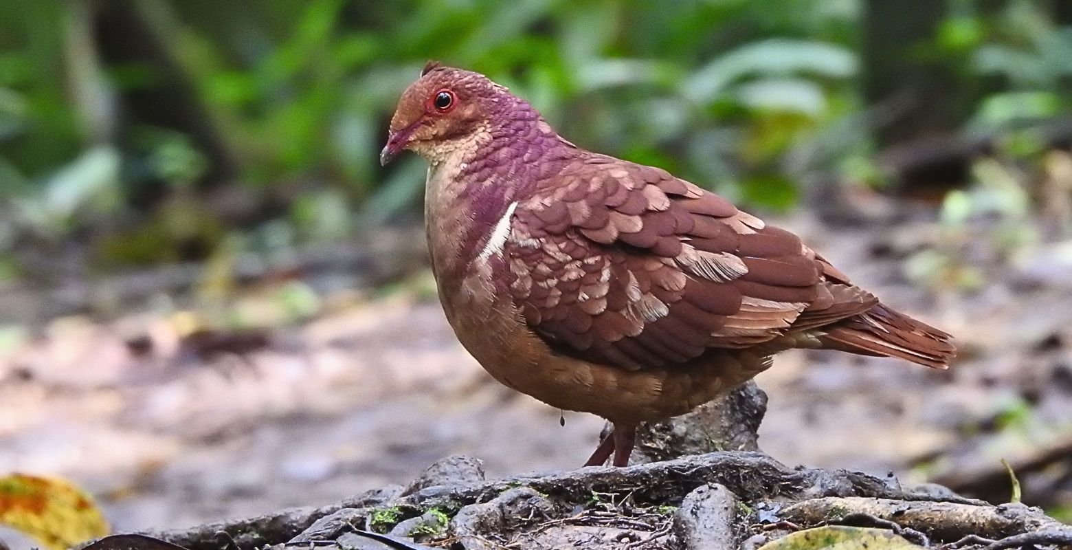 Ruddy Quail-Dove (Geotrygon montana) foraging on the forest floor around Tabacal Lagoon