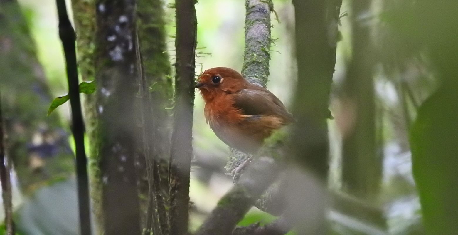 Rusty-breasted Antpitta (Grallaricula ferrugineipectus) perched in the humid Andean forest understory