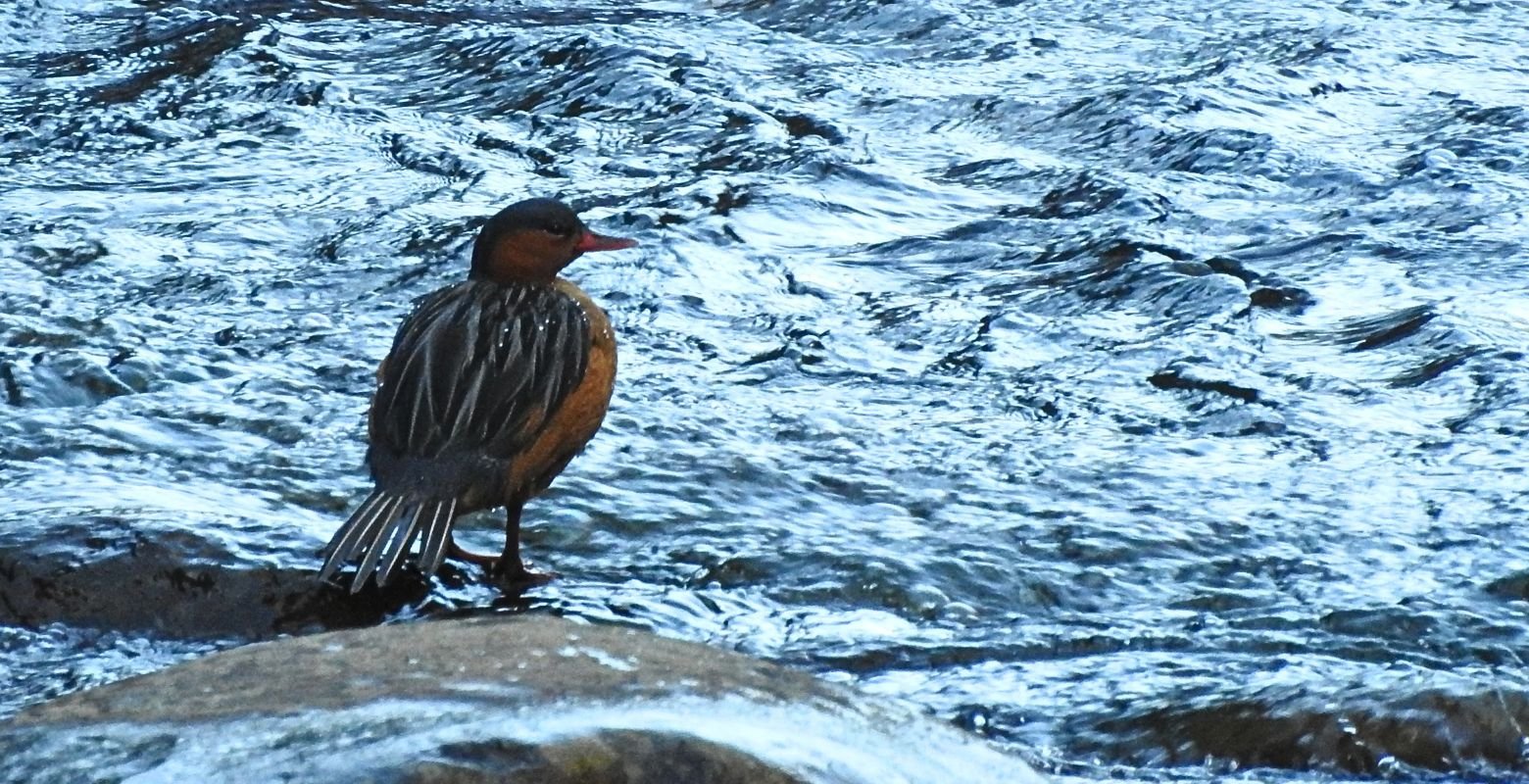 Female Torrent Duck (Merganetta armata) perched on a rock beside a mountain river in Bosque Guajira Natural Reserve, Colombia.