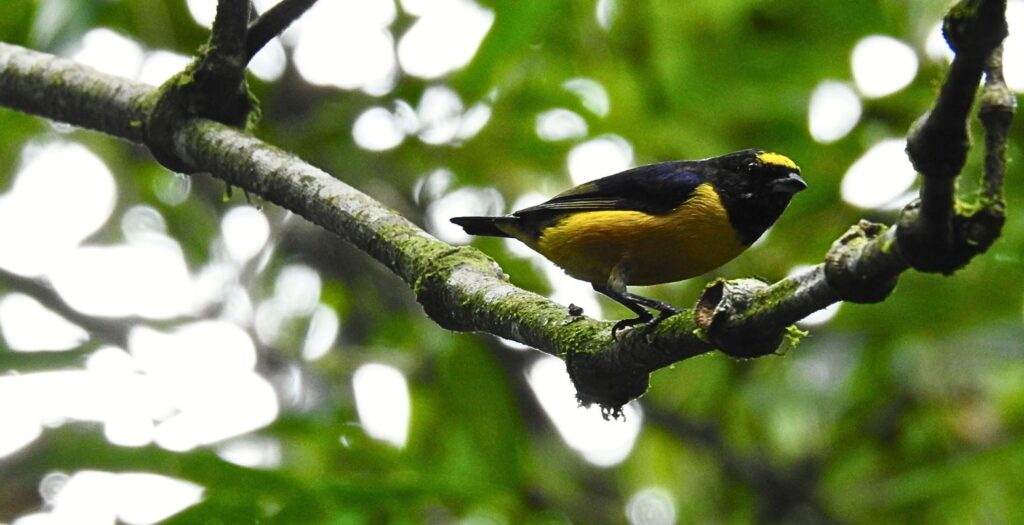 Velvet-fronted Euphonia (Euphonia concinna) perched on branch in Andean forest near Bogotá, representing Andes birdwatching and birdwatching near Bogotá Colombia