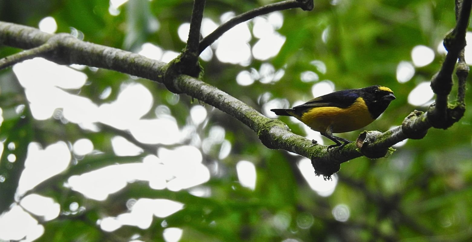 Velvet-fronted Euphonia (Euphonia concinna) perched among native tree foliage