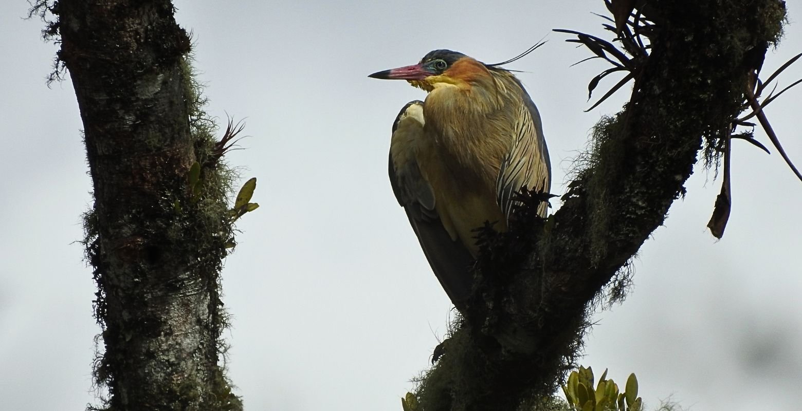 Whistling Heron (Syrigma sibilatrix) perched on a moss-covered tree in Bosque Guajira Natural Reserve near Bogotá, Colombia.