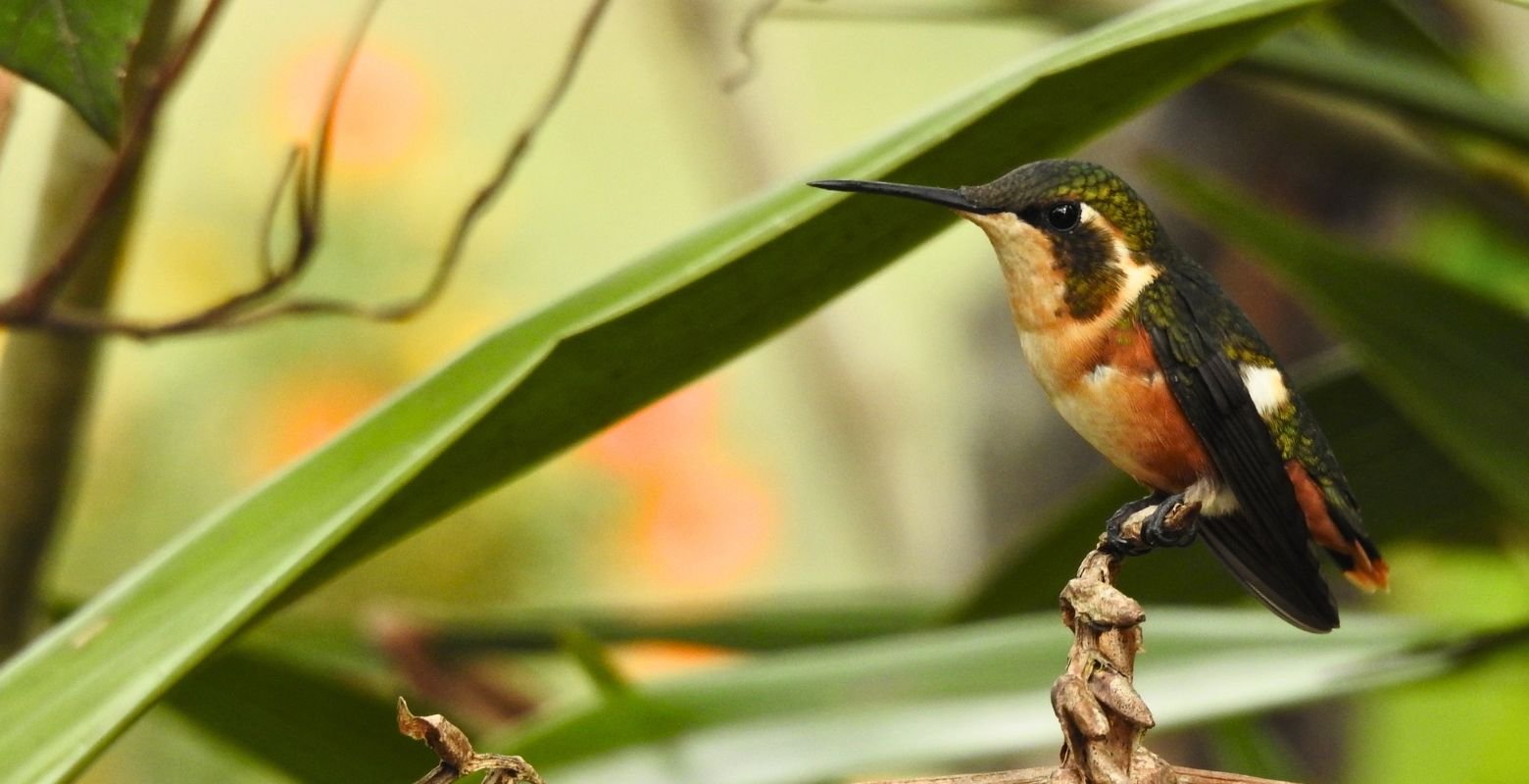 Female White-bellied Woodstar (Chaetocercus mulsant) perched on a dry flower stalk in Bosque Guajira Natural Reserve, Colombia.