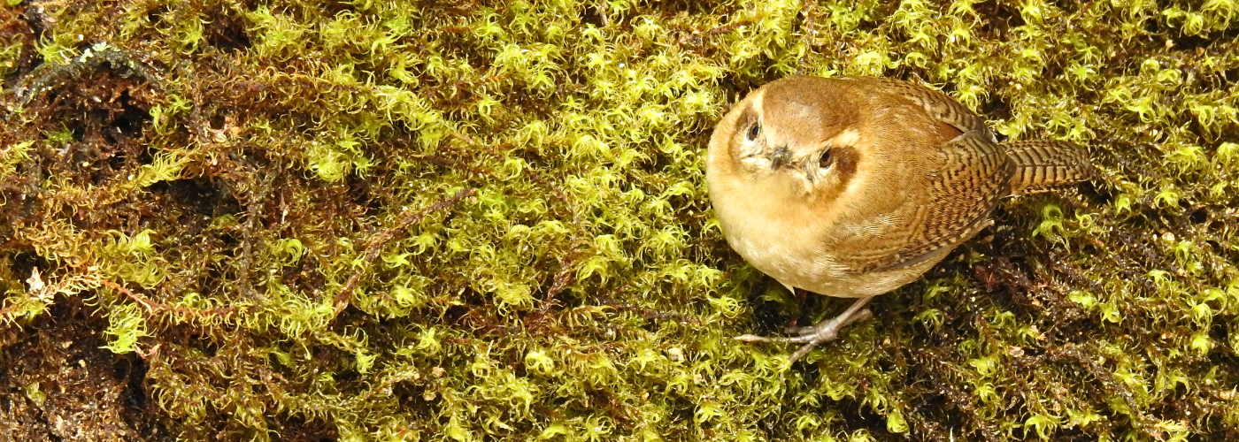 Raíces Profundas Turismo Ecológico y Cultural. Birding/Birdwatching. Mountain Wren. (Troglodytes solstitialis)