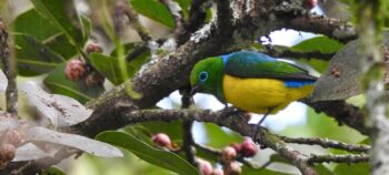 Birdwatching in the Cloud Forest of Parque Verde y Agua