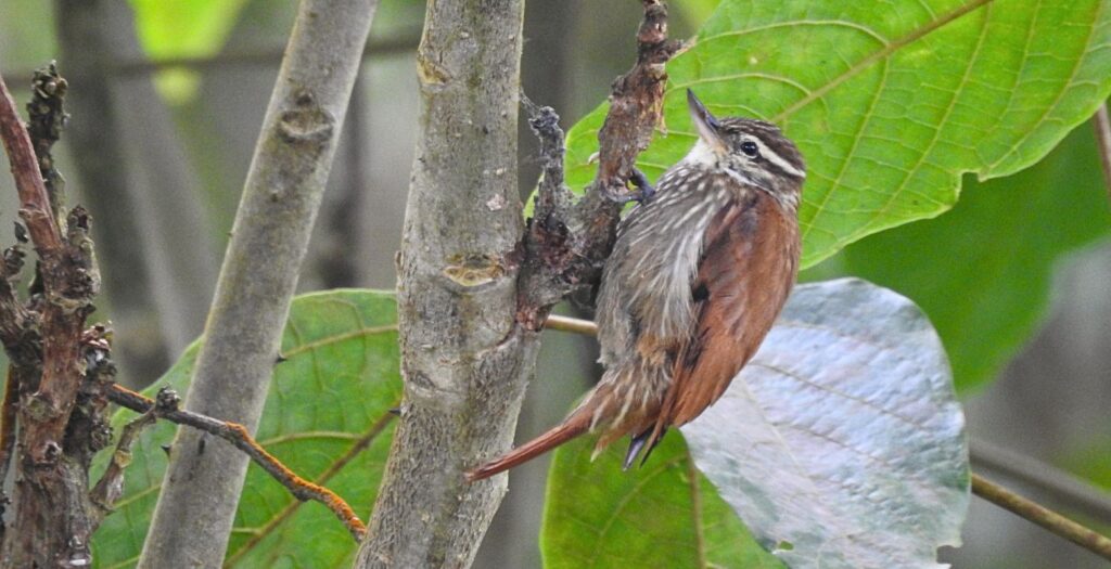 Birdwatching Colombia near Bogota: forest Streaked Xenops (Xenops rutilans) perched in Andean habitat at Parque Verde y Agua reserve.