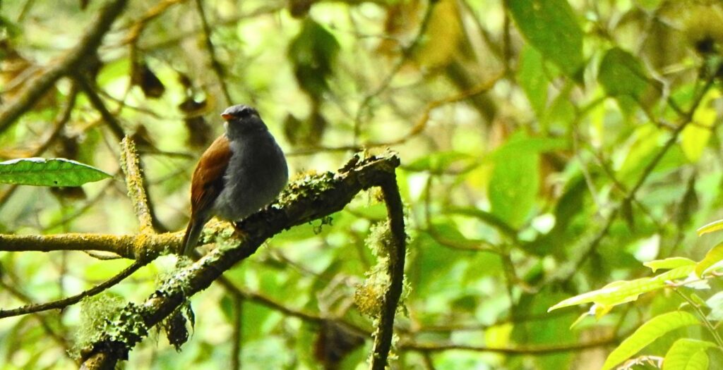 Cloud forest birdwatching Colombia near Bogota in Andean reserve, natural habitat of forest species.