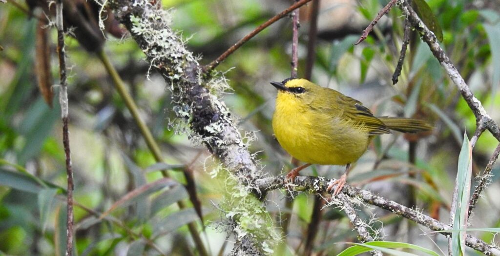 Andean cloud forest bird near Bogotá on a mossy branch during a guided birdwatching tour in Colombia