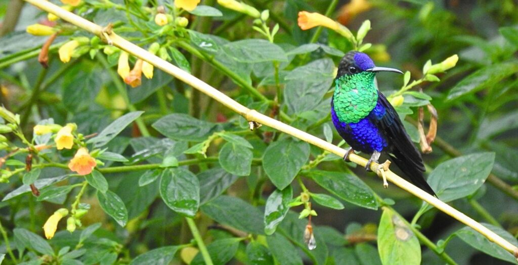 Crowned Woodnymph hummingbird in the Andean cloud forest near Bogotá during guided birdwatching tour Colombia