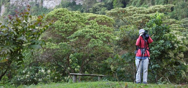 Birding/Birdwatching Birdwatching tour near Bogotá Colombia in Andean forest with telescope, guided nature experience