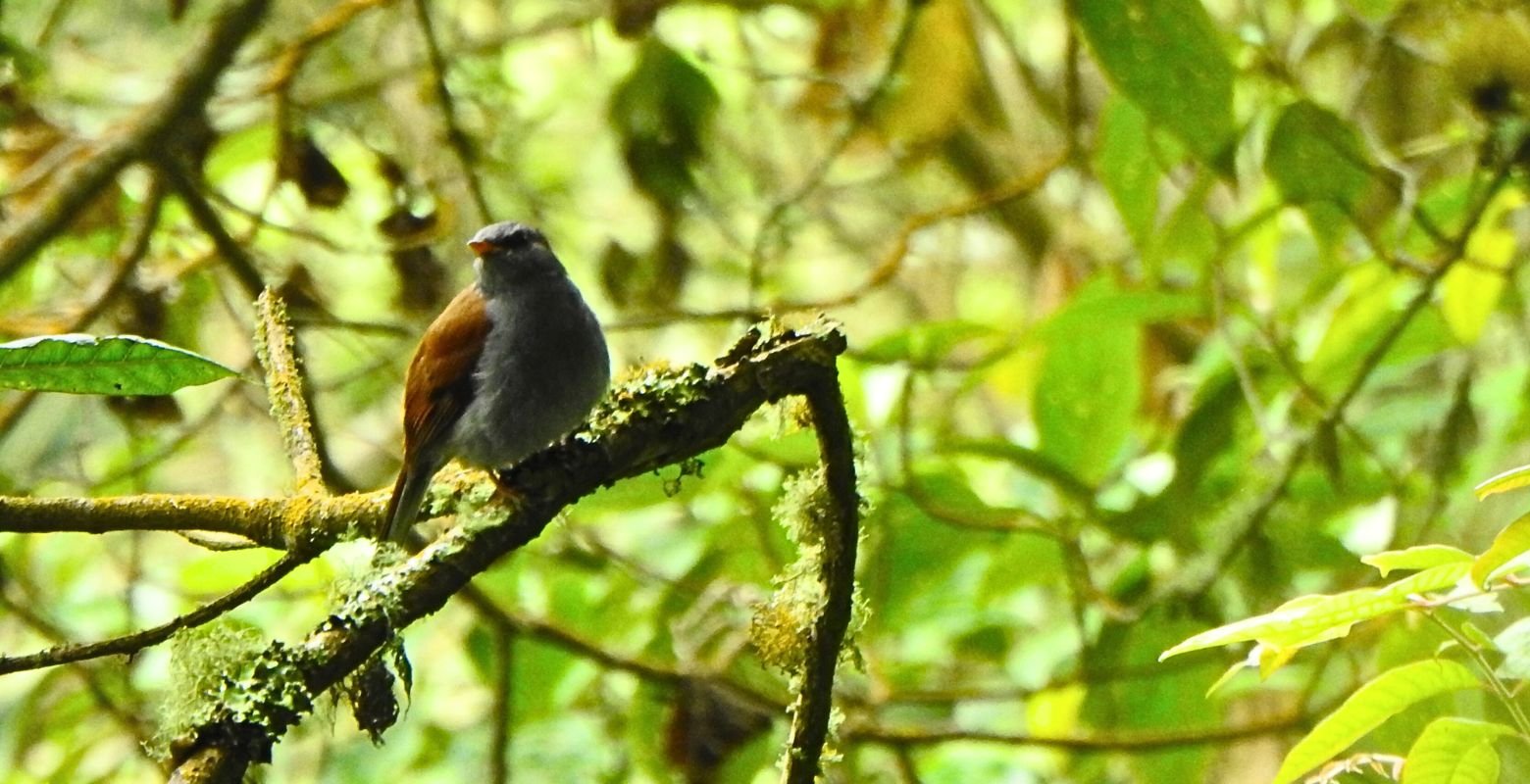 Andean Solitaire (Myadestes ralloides) perched on a moss-covered branch at Parque Verde y Agua
