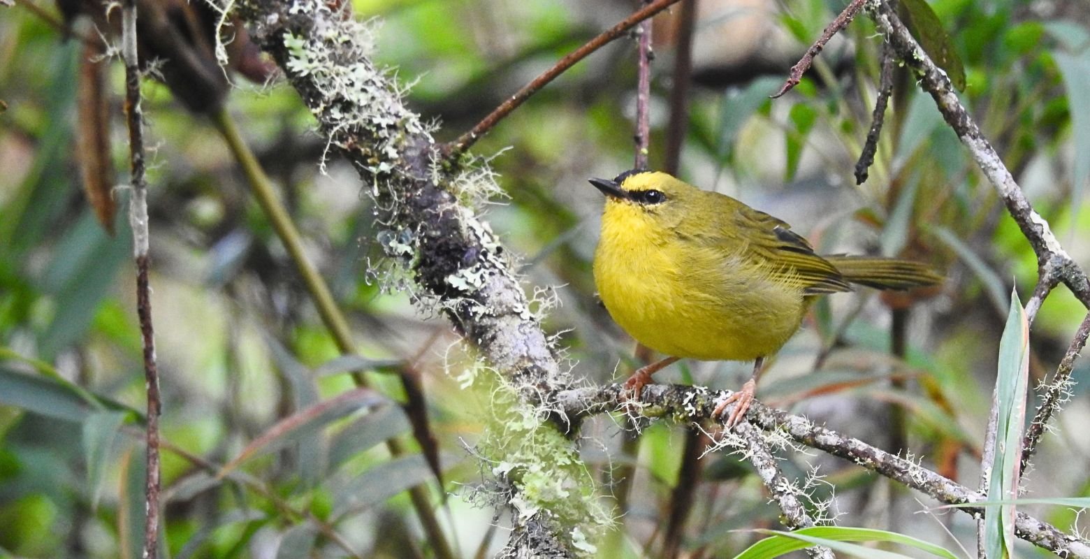 Black-crested Warbler (Myiothlypis nigrocristata) perched on a lichen-covered branch in Fute Reserve