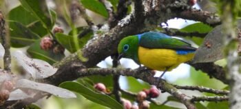 Birdwatching in the Cloud Forest of Parque Verde y Agua
