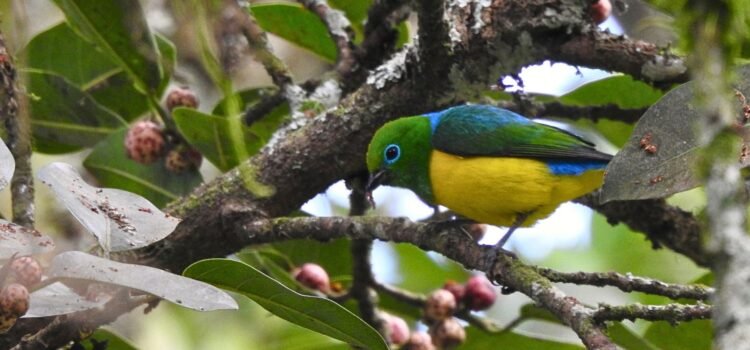 Blue-naped Chlorophonia (Chlorophonia cyanea) perched on a branch at Parque Verde y Agua
