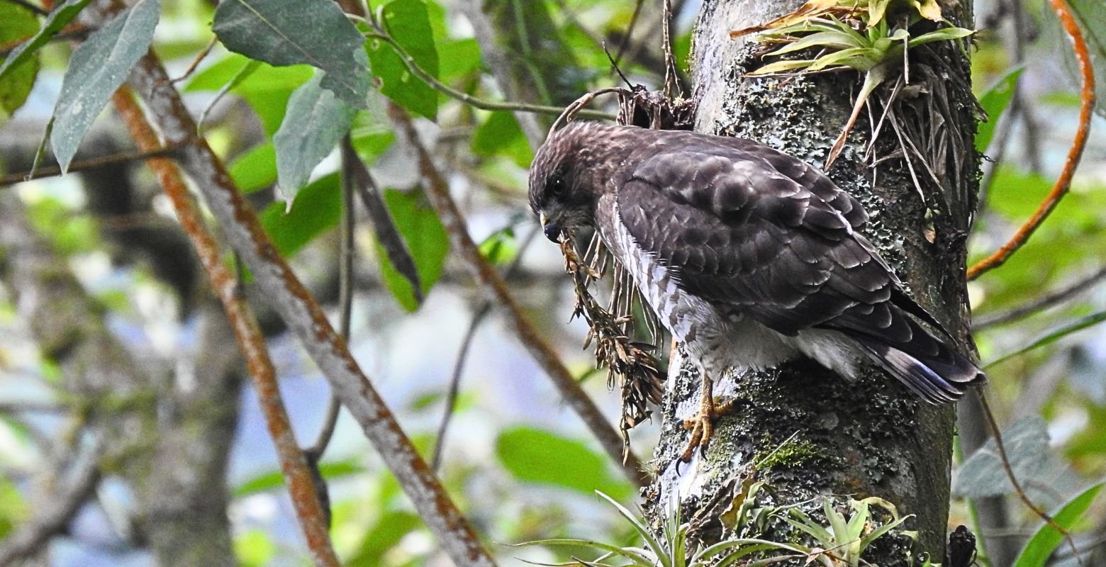 Broad-winged Hawk (Buteo platypterus) perched on a lichen-covered tree in the forest near Pedro Palo Lagoon