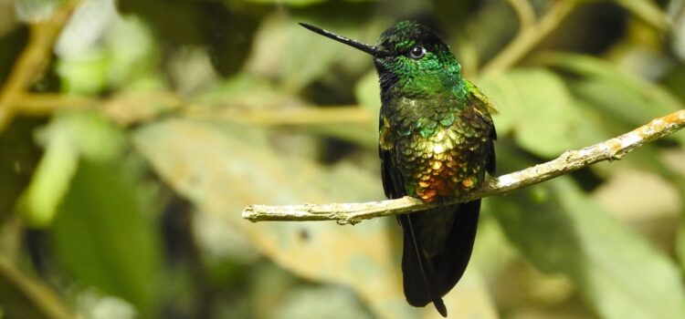 Cloud forest hummingbird perched on branch during birdwatching near Bogotá, Colombia