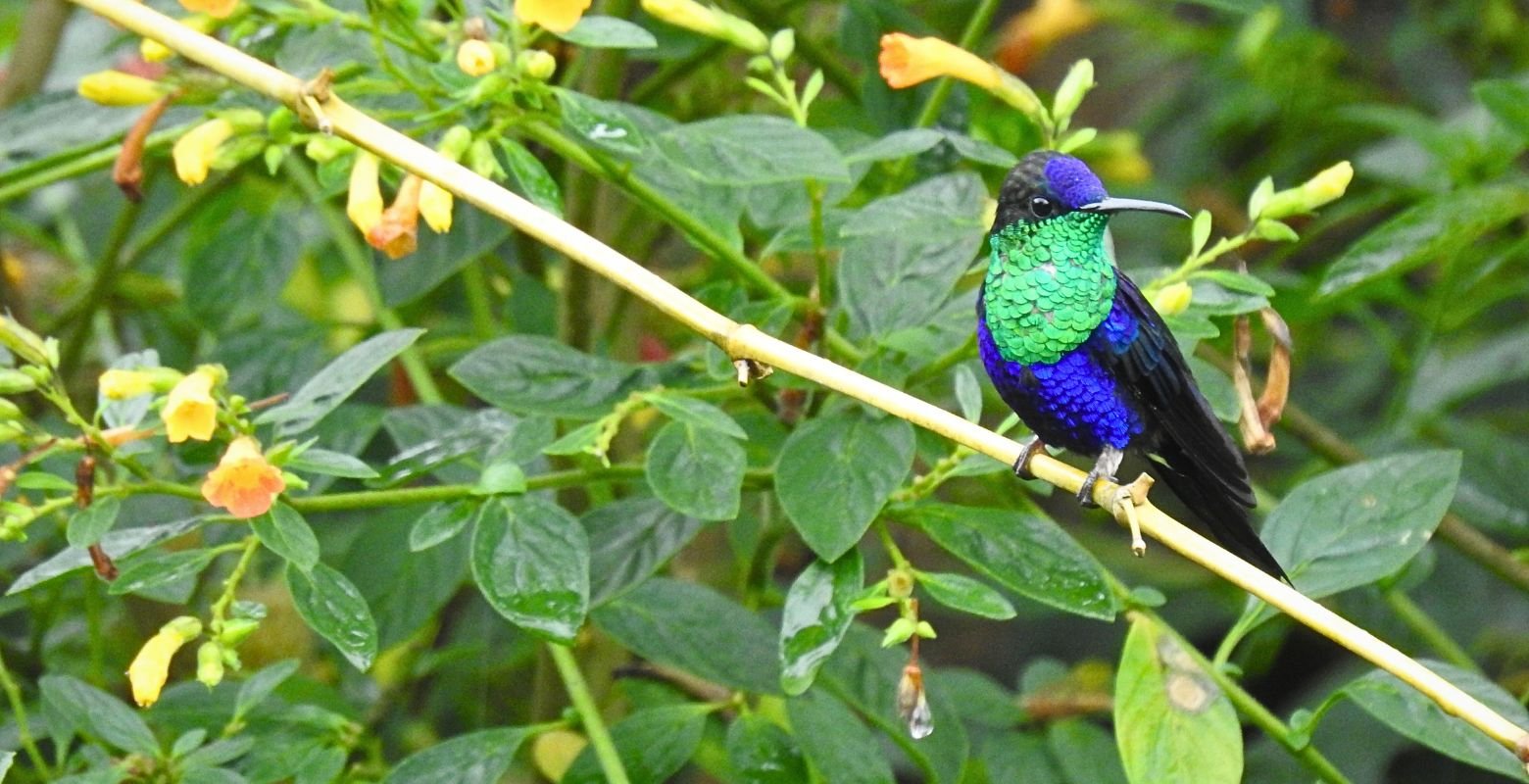 Male Crowned Woodnymph (Thalurania colombica) perched on a slender branch in the sub-Andean forest of Pedro Palo