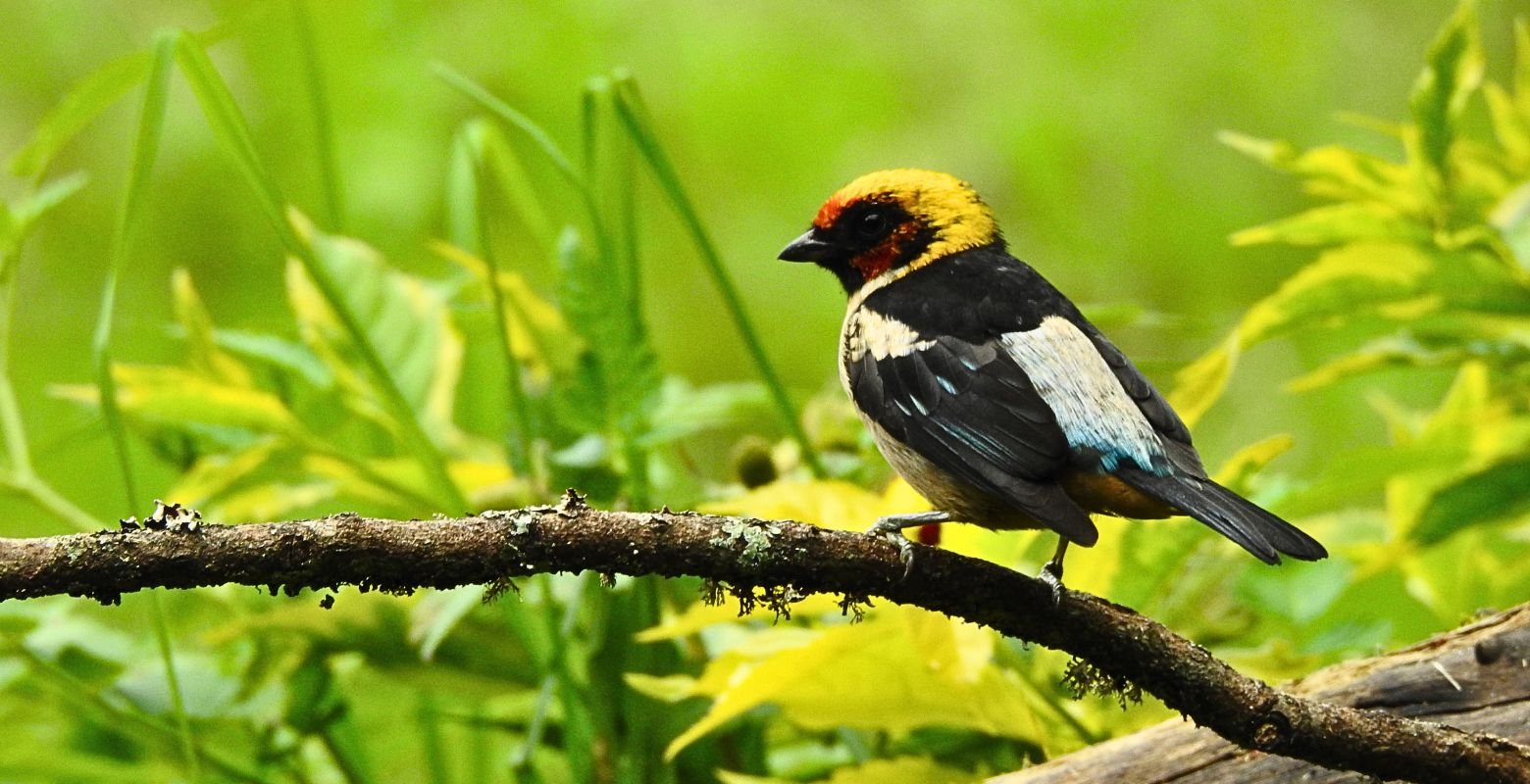 Flame-faced Tanager (Tangara parzudakii) perched on a branch at Parque Verde y Agua