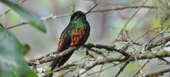 Fute Reserve and Pedro Palo Lagoon Birdwatching