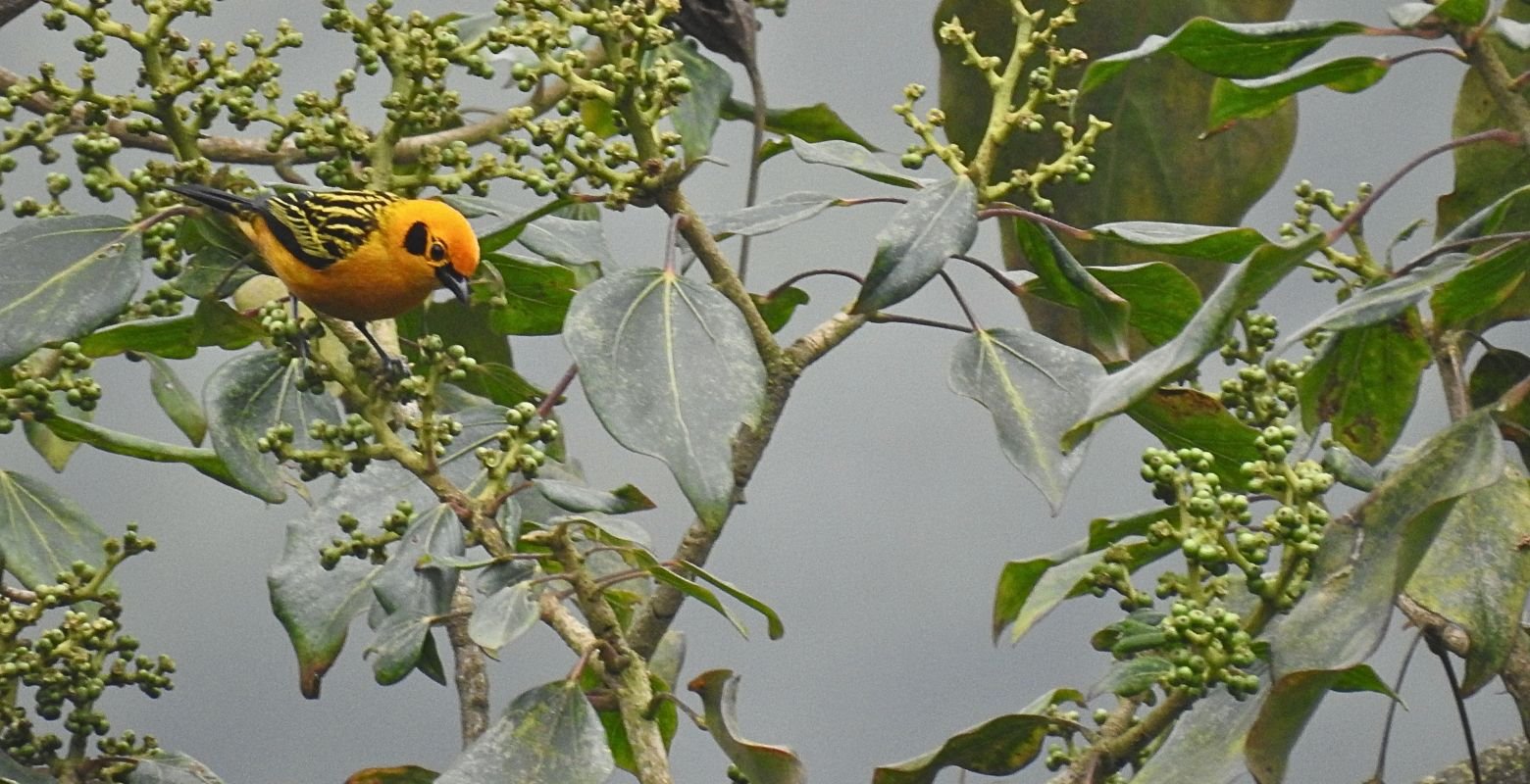 Golden Tanager (Tangara arthus) foraging among fruits at Parque Verde y Agua