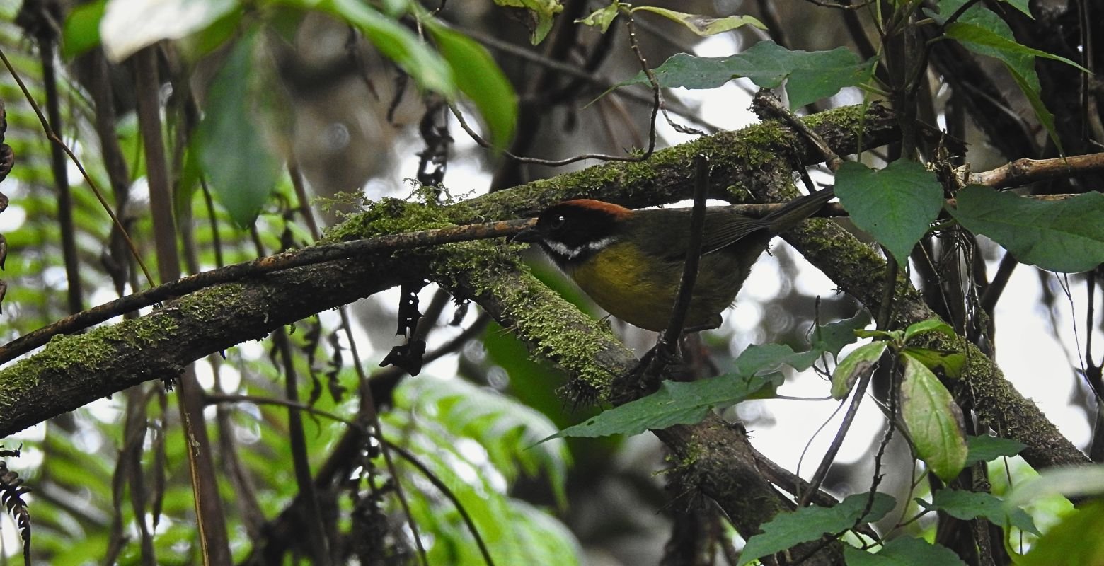 Moustached Brushfinch (Atlapetes albofrenatus), a near-endemic Andean bird perched in the cloud forest of Fute Reserve