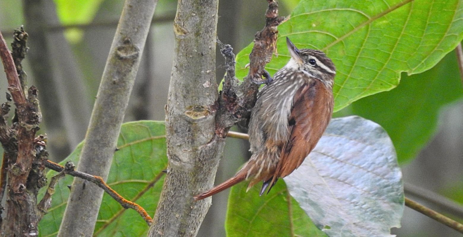 Streaked Xenops (Xenops rutilans) foraging on a tree trunk at Parque Verde y Agua