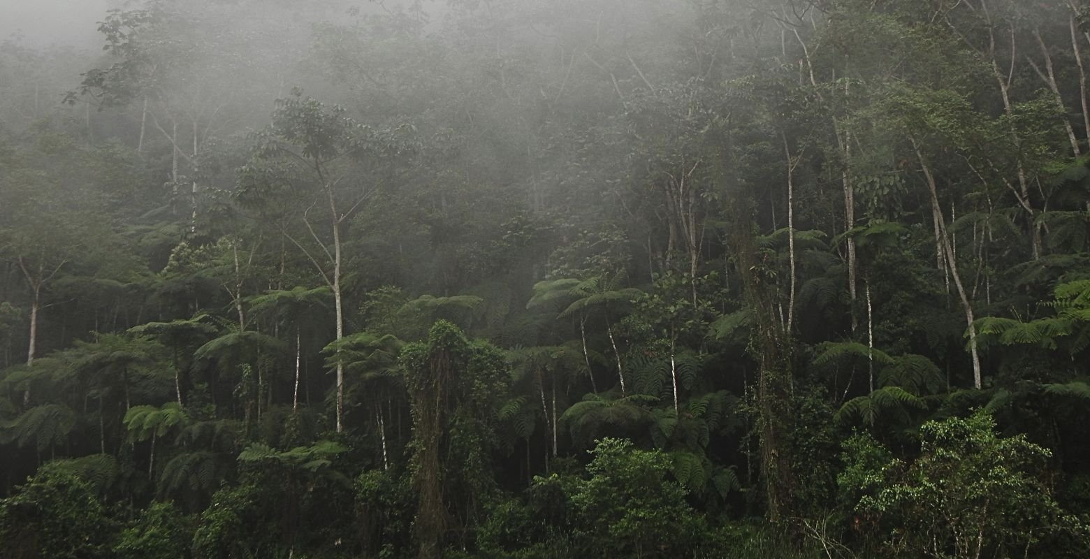 Cloud forest and Andean mist at Parque Verde y Agua