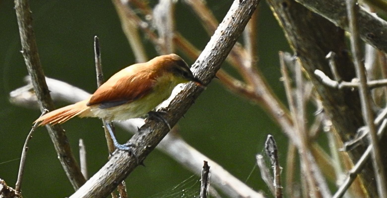 Yellow-chinned Spinetail (Certhiaxis cinnamomeus) foraging at Río Viejo Wetland in San Luis, Tolima