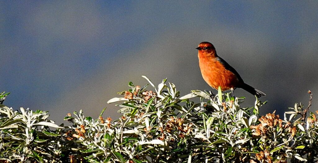 Andean Rufous-browed Conebill perched in Sumapaz Paramo during Colombia birding tour high altitude ecosystem