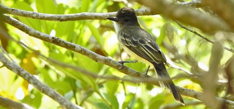Adult Apical Flycatcher (Myiarchus apicalis) perched in the Tropical Dry Forest at Finca El Mirador, Tolima