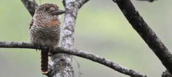 Birdwatching at Los Cactos Farm