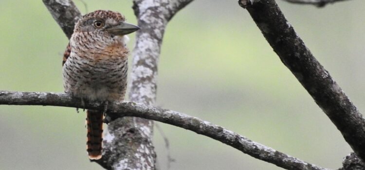 Barred Puffbird (Nystalus radiatus) perched on a branch at Finca Los Cactos