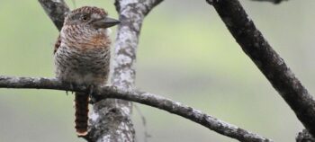 Birdwatching at Los Cactos Reserve