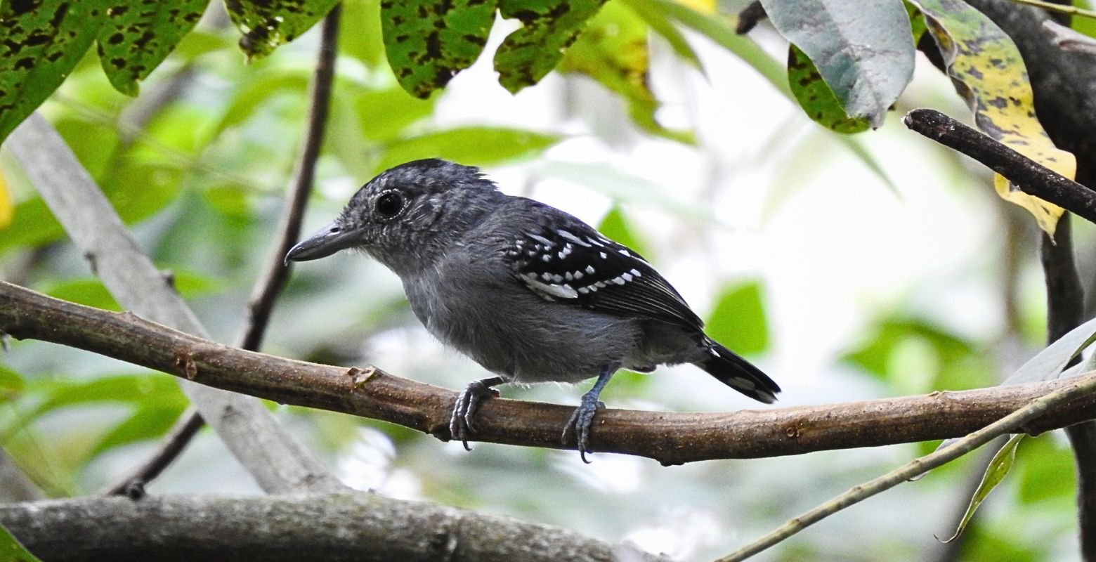 Male Black-crowned Antshrike (Thamnophilus atrinucha) perched among foliage at Finca El Mirador, Tolima