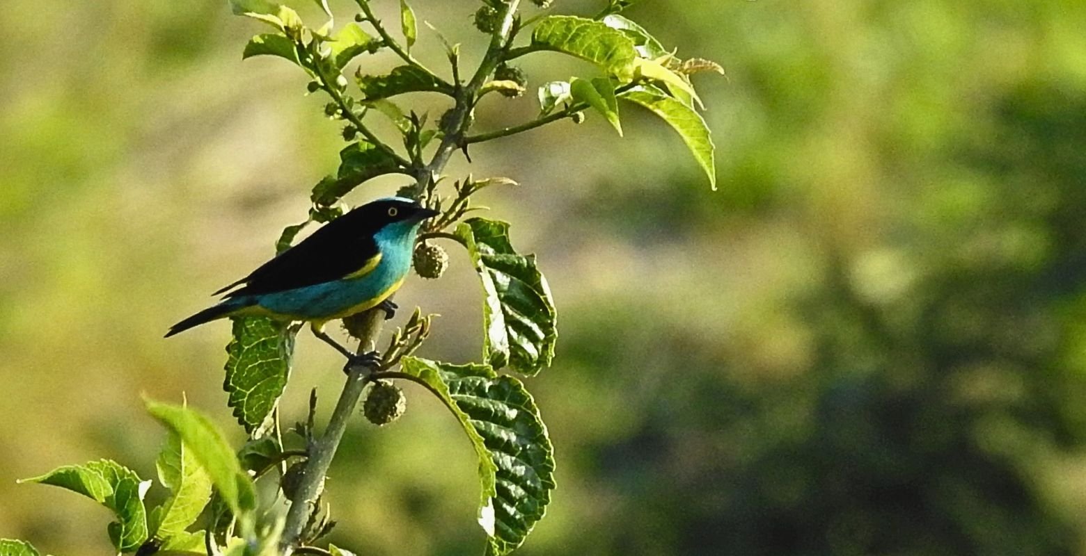 Male Black-faced Dacnis (Dacnis lineata) perched on native vegetation at Finca El Mirador, Tolima