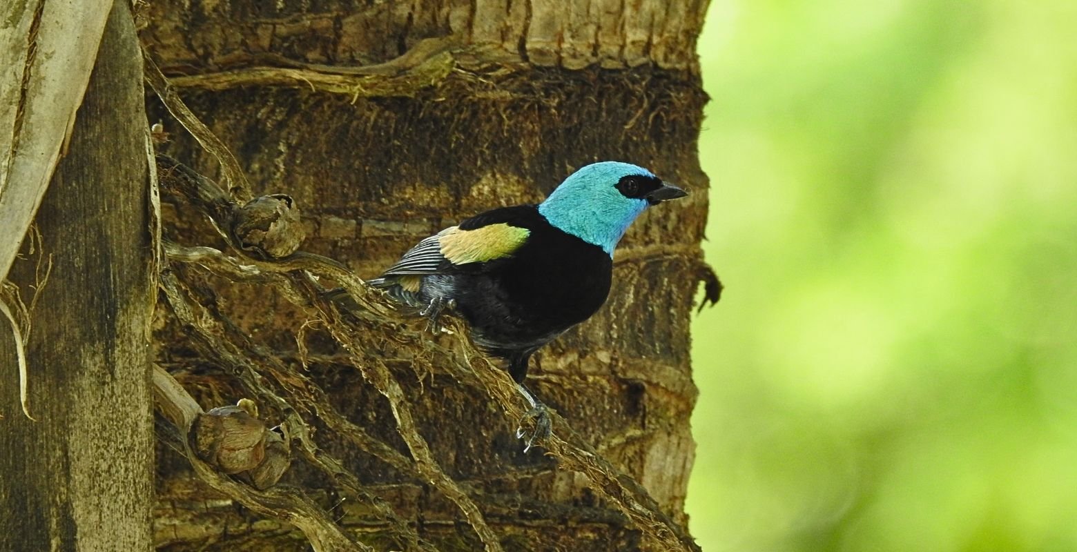 Blue-necked Tanager (Stilpnia cyanicollis) perched in the tropical dry forest at Finca Los Cactos