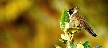 Birdwatching in Sumapaz