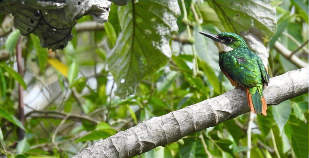 Rufous-tailed Jacamar perched in tropical dry forest vegetation during birdwatching in Colombia’s Magdalena River valley