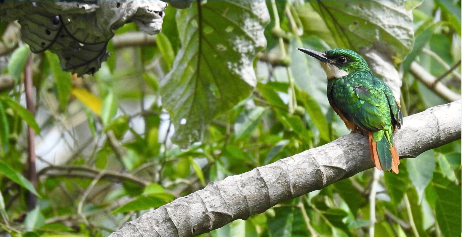 Rufous-tailed Jacamar (Galbula ruficauda) perched in the tropical dry forest at Finca Los Cactos