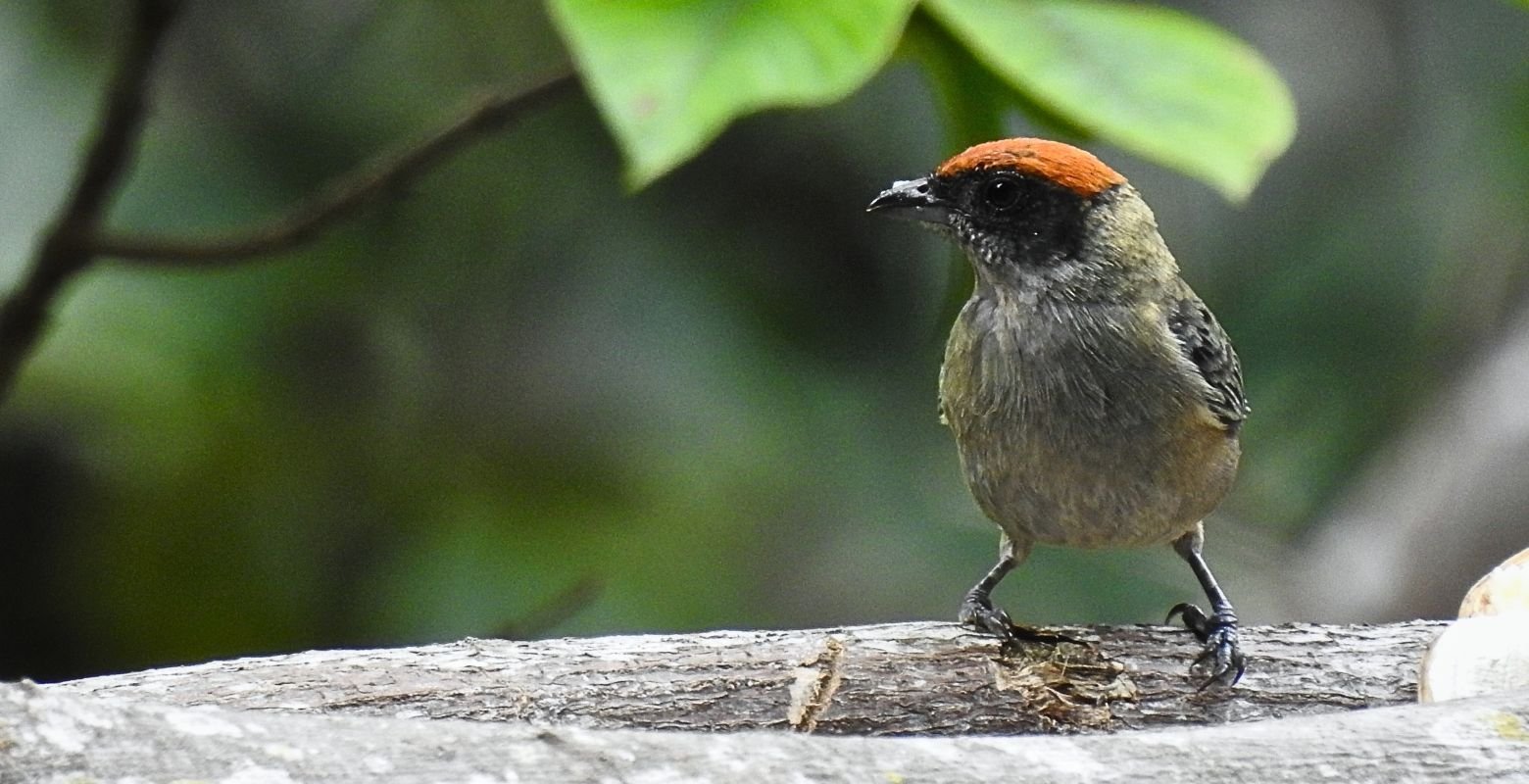 Scrub Tanager (Stilpnia vitriolina) perched on a tree trunk at Finca El Mirador, Tolima