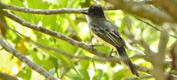 Birdwatching at Río Viejo Wetland and El Mirador Farm
