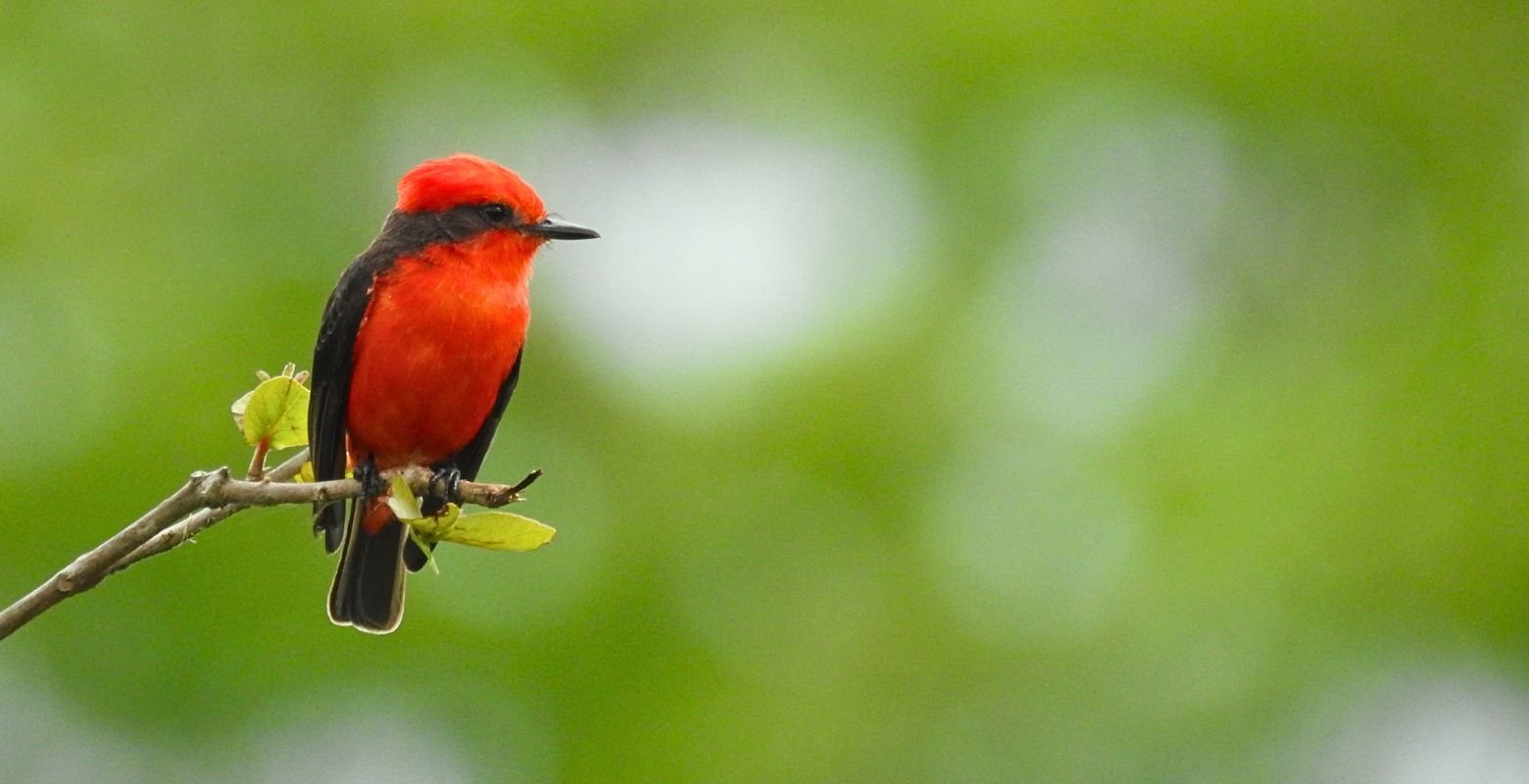 Vermilion Flycatcher (Pyrocephalus rubinus) perched in the tropical dry forest at Finca Los Cactos