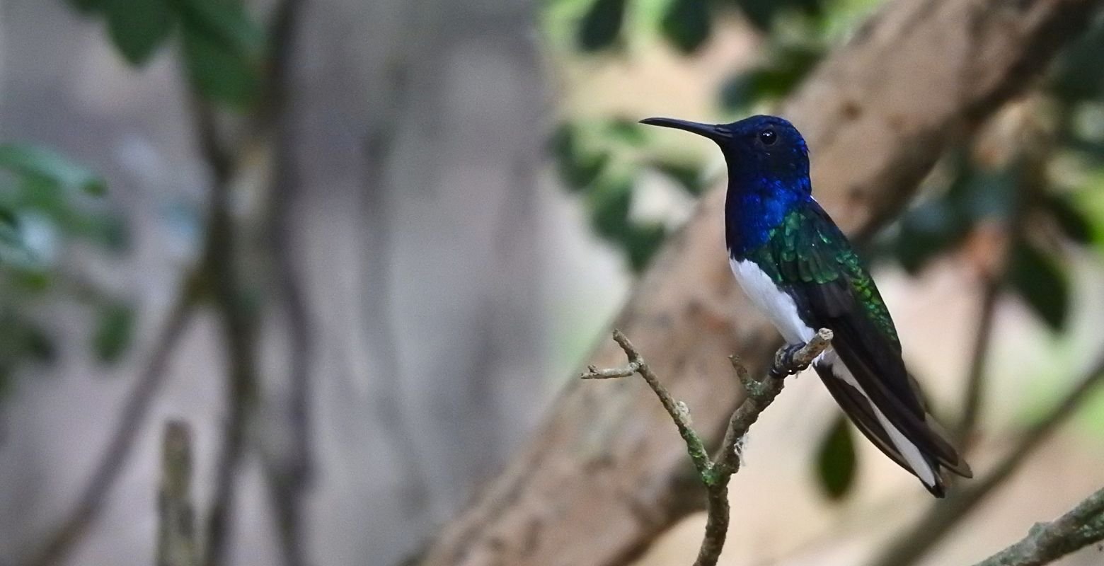 White-necked Jacobin (Florisuga mellivora) perched in the forest at Finca Los Cactos