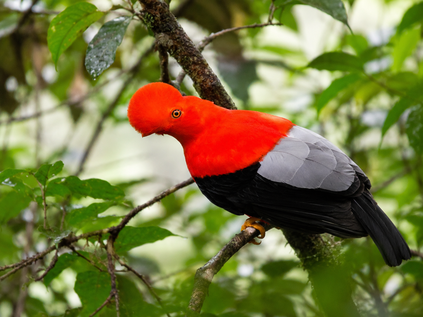 Andean Cock-of-the-rock (Rupicola peruvianus) perched in a cloud forest during a birdwatching tour in Colombia. One of the most iconic Birds of Colombia for international birders and wildlife photographers.