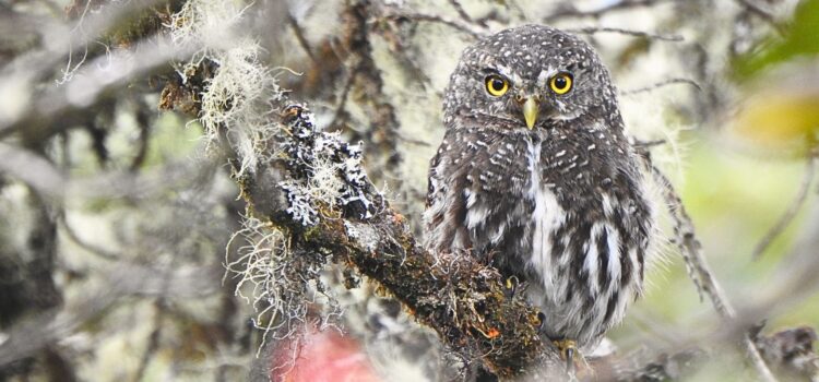 Andean Pygmy-Owl (Glaucidium jardinii) perched on a moss-covered branch in Chingaza National Natural Park, Colombia.