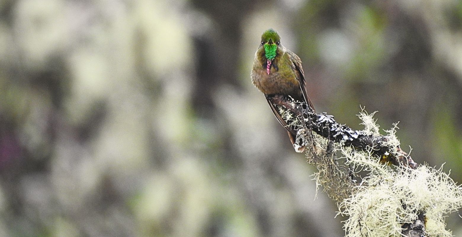 Bronze-tailed Thornbill hummingbird perched on a lichen-covered branch in Chingaza National Natural Park, Colombia.