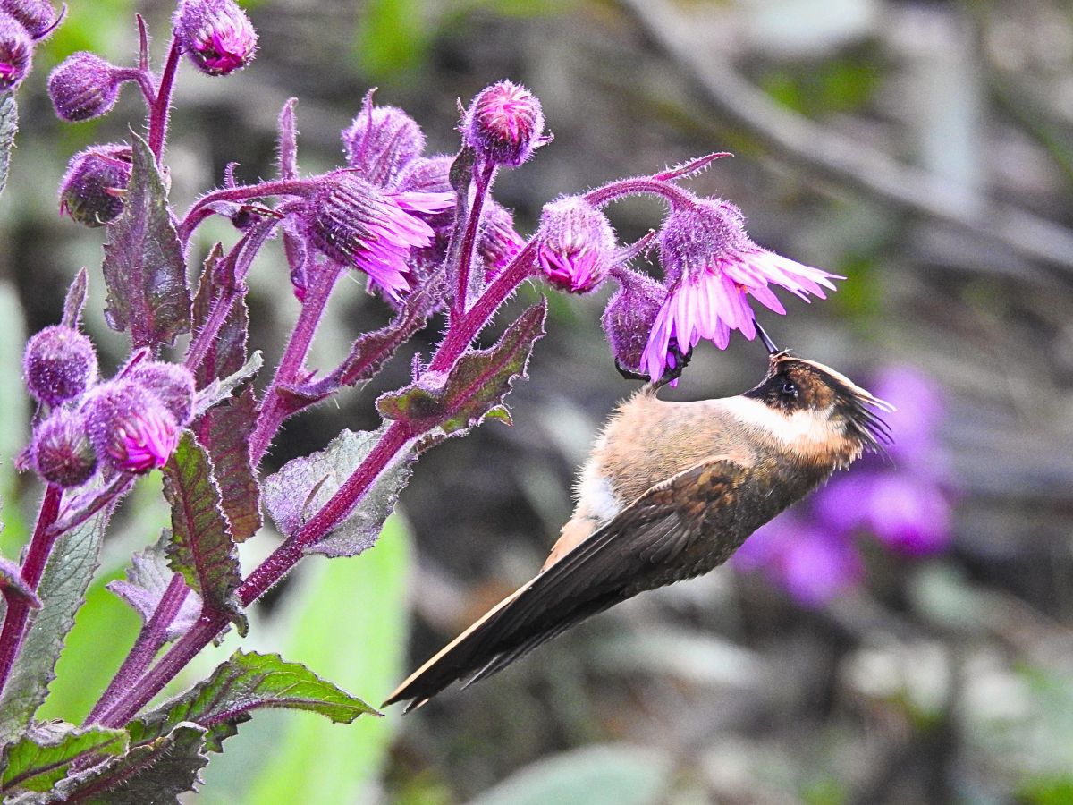 Buffy Helmetcrest (Oxypogon stuebelii) feeding on native páramo flowers in Chingaza National Natural Park, Colombia, a remarkable Andean hummingbird sought by birdwatchers and wildlife photographers.