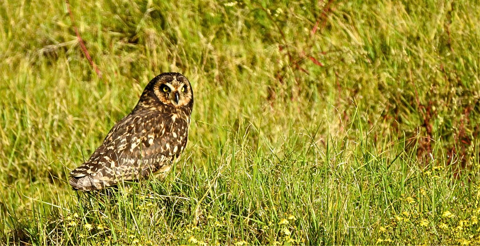 Búho sabanero observado durante un recorrido interpretativo por el Sendero Ambiental del río Bogotá, en Kennedy.